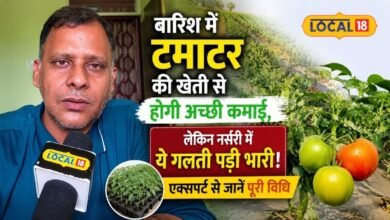 बारिश में टमाटर की खेती से होगी अच्छी कमाई, लेकिन नर्सरी में ये गलती पड़ी भारी! एक्सपर्ट से जानें पूरी विधि