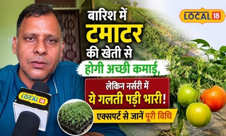 बारिश में टमाटर की खेती से होगी अच्छी कमाई, लेकिन नर्सरी में ये गलती पड़ी भारी! एक्सपर्ट से जानें पूरी विधि