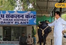बेटी के जन्म पर 21 हजार की FD, दूध पर 7 रुपए अतिरिक्त, सरस डेयरी ने किसानों के लिए खोला खजाना
