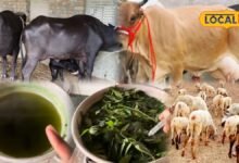 मक्खी-मच्छरों से परेशान हैं पशु? केमिकल छोड़ें, घर पर बनाएं यह 100% सुरक्षित देसी स्प्रे