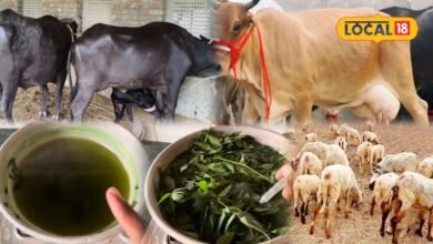 मक्खी-मच्छरों से परेशान हैं पशु? केमिकल छोड़ें, घर पर बनाएं यह 100% सुरक्षित देसी स्प्रे