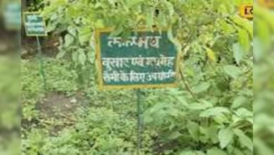 रामा-श्यामा से अलग है कालमेघ तुलसी, औषधीय गुणों से भरपूर इस पौधे की बढ़ी डिमांड, जानें सेहत से जुड़े फायदे