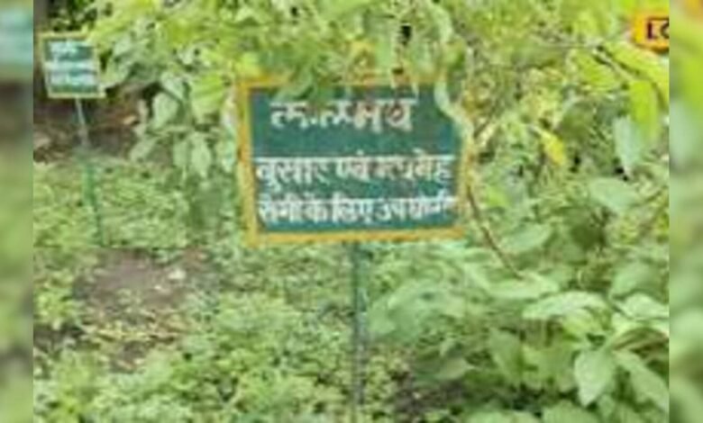 रामा-श्यामा से अलग है कालमेघ तुलसी, औषधीय गुणों से भरपूर इस पौधे की बढ़ी डिमांड, जानें सेहत से जुड़े फायदे