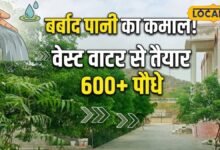 रेगिस्तान में हरियाली का कमाल, वेस्ट वाटर से लहलहाए 600 पौधे, स्कूल बना मिसाल