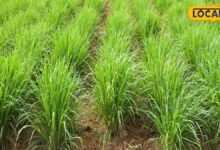 लेमनग्रास की खेती से कमाएं लाखों, एक बार बुवाई के बाद 7 साल तक मिलेगा उत्पादन – News18 हिंदी