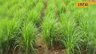लेमनग्रास की खेती से कमाएं लाखों, एक बार बुवाई के बाद 7 साल तक मिलेगा उत्पादन – News18 हिंदी