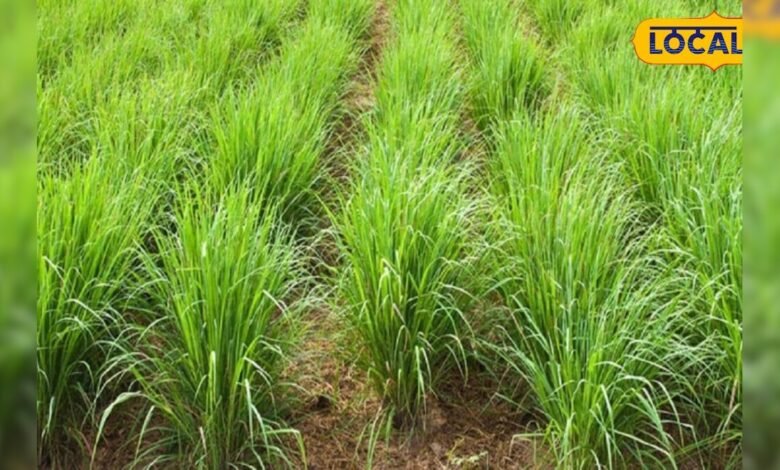 लेमनग्रास की खेती से कमाएं लाखों, एक बार बुवाई के बाद 7 साल तक मिलेगा उत्पादन – News18 हिंदी