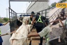 हाईवे पर अचानक सामने आ जाते थे मवेशी, अब पाली प्रशासन ने उठाया बड़ा कदम, गोशालाओं में भेजे जा रहे पशु