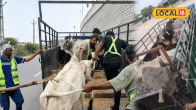 हाईवे पर अचानक सामने आ जाते थे मवेशी, अब पाली प्रशासन ने उठाया बड़ा कदम, गोशालाओं में भेजे जा रहे पशु