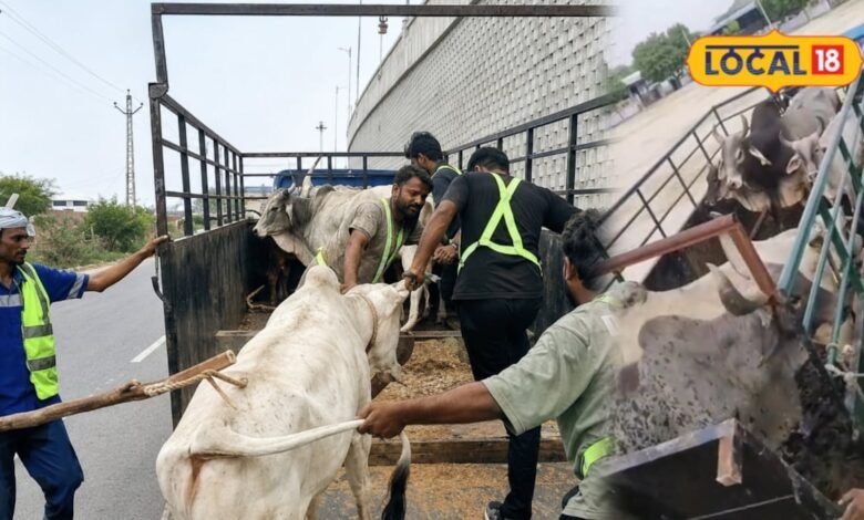 हाईवे पर अचानक सामने आ जाते थे मवेशी, अब पाली प्रशासन ने उठाया बड़ा कदम, गोशालाओं में भेजे जा रहे पशु