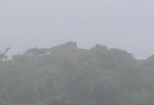 Karauli News: सपोटरा के वन क्षेत्र में किले की दीवार पर दिखा लेपर्ड, साथ में दो शावक, इलाके में दहशत