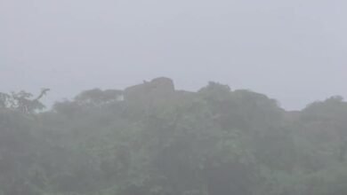 Karauli News: सपोटरा के वन क्षेत्र में किले की दीवार पर दिखा लेपर्ड, साथ में दो शावक, इलाके में दहशत