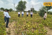 Agriculture News I खेतों में फसल, अफसरों की नजर; मूंग-मोठ की उपज का होगा सटीक हिसाब