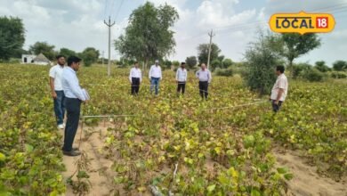 Agriculture News I खेतों में फसल, अफसरों की नजर; मूंग-मोठ की उपज का होगा सटीक हिसाब
