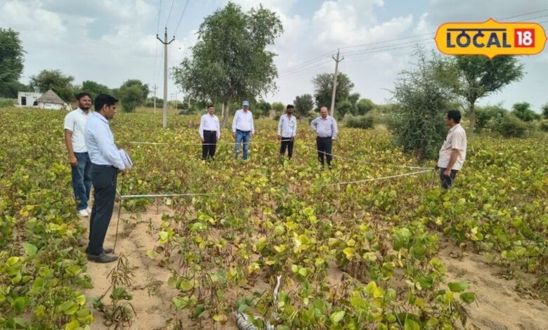 Agriculture News I खेतों में फसल, अफसरों की नजर; मूंग-मोठ की उपज का होगा सटीक हिसाब