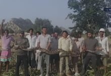 Alwar: बाजरा काटते किसान के सामने आया 11 Feet का Python