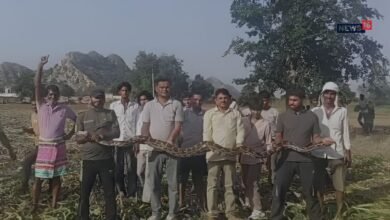 Alwar: बाजरा काटते किसान के सामने आया 11 Feet का Python