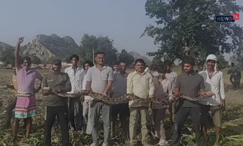 Alwar: बाजरा काटते किसान के सामने आया 11 Feet का Python