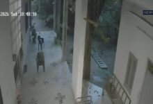 Dungarpur: घर में घुसा लेपर्ड, कुत्तों पर किया हमला, CCTV में हुआ कैद