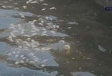 Alwar: सिलीसेढ़ झील में मरीं हज़ारों मछलियां, पानी से आ रही तेज दुर्गंध