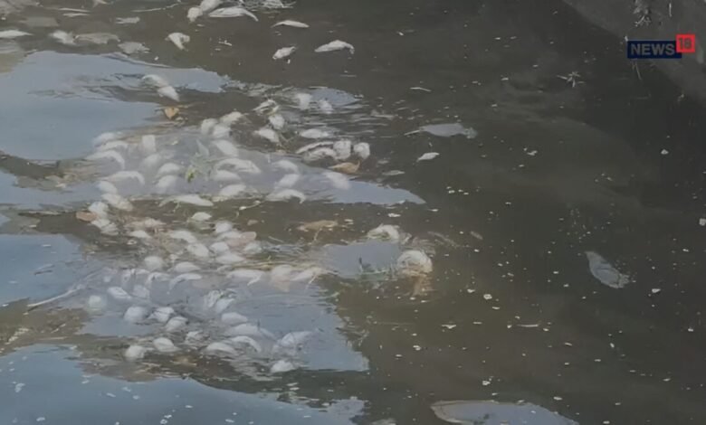 Alwar: सिलीसेढ़ झील में मरीं हज़ारों मछलियां, पानी से आ रही तेज दुर्गंध