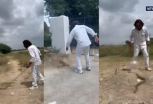 अजगर जैसा भारी शरीर, तीन कतारों में चित्तियां... राजसमंद में मिला रसल वाइपर