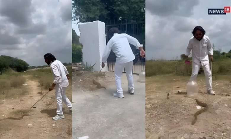 अजगर जैसा भारी शरीर, तीन कतारों में चित्तियां... राजसमंद में मिला रसल वाइपर