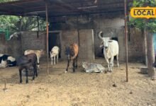 3000 गायों का इलाज, 13 लाख की एंबुलेंस और 25 साल की सेवा, फिर लम्पी पर क्यों सवाल?