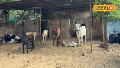 3000 गायों का इलाज, 13 लाख की एंबुलेंस और 25 साल की सेवा, फिर लम्पी पर क्यों सवाल?