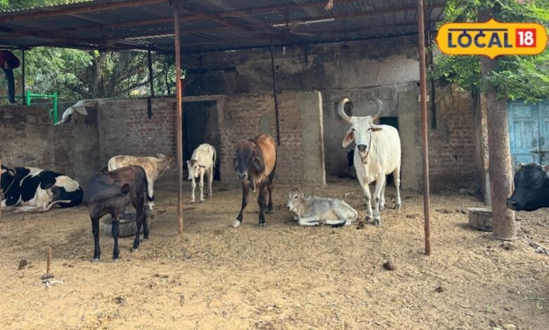 3000 गायों का इलाज, 13 लाख की एंबुलेंस और 25 साल की सेवा, फिर लम्पी पर क्यों सवाल?