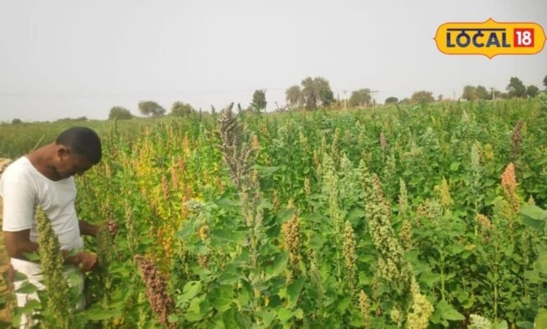 Agri Business: इस फसल ने जालोर के किसानों की बदली तकदीर, 15 देशों में डिमांड, 100 से 3500 टन पहुंचा कारोबार