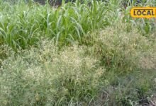 Agriculture News I खेत-खलिहान से सड़क किनारे तक ‘गाजर घास’ का कब्जा, सेहत और फसलों पर मंडरा रहा खतरा