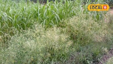 Agriculture News I खेत-खलिहान से सड़क किनारे तक ‘गाजर घास’ का कब्जा, सेहत और फसलों पर मंडरा रहा खतरा