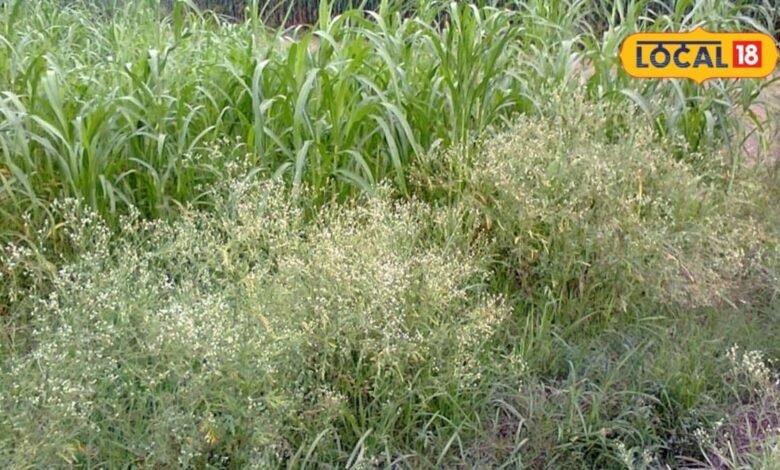 Agriculture News I खेत-खलिहान से सड़क किनारे तक ‘गाजर घास’ का कब्जा, सेहत और फसलों पर मंडरा रहा खतरा
