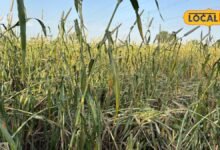 Agriculture News : खेतों में पककर तैयार बाजरा, मौसम ने बढ़ाई किसानों की चिंता; बारिश से पहले फसल घर लाने की दौड़