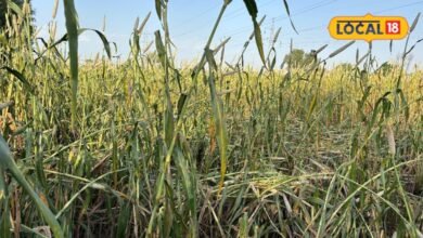 Agriculture News : खेतों में पककर तैयार बाजरा, मौसम ने बढ़ाई किसानों की चिंता; बारिश से पहले फसल घर लाने की दौड़