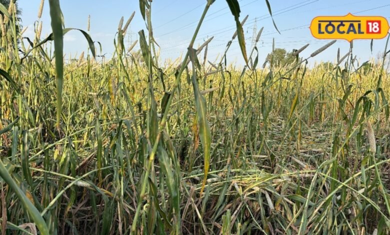 Agriculture News : खेतों में पककर तैयार बाजरा, मौसम ने बढ़ाई किसानों की चिंता; बारिश से पहले फसल घर लाने की दौड़