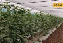 Agriculture Tips: खेती में खर्च घटाएगी यह तकनीक, पानी की 50% तक होगी बचत, खरपतवार भी नहीं करेंगे परेशान