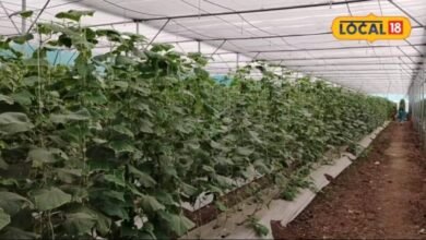 Agriculture Tips: खेती में खर्च घटाएगी यह तकनीक, पानी की 50% तक होगी बचत, खरपतवार भी नहीं करेंगे परेशान