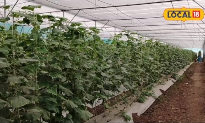 Agriculture Tips: खेती में खर्च घटाएगी यह तकनीक, पानी की 50% तक होगी बचत, खरपतवार भी नहीं करेंगे परेशान