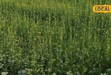 Agriculture Tips: सितंबर में सरसों की इन किस्मों की करें बुवाई, मिलेगी बंपर उपज, बस इन बाताें का रखें ख्याल