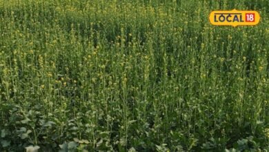 Agriculture Tips: सितंबर में सरसों की इन किस्मों की करें बुवाई, मिलेगी बंपर उपज, बस इन बाताें का रखें ख्याल