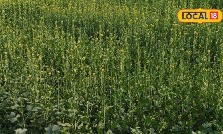 Agriculture Tips: सितंबर में सरसों की इन किस्मों की करें बुवाई, मिलेगी बंपर उपज, बस इन बाताें का रखें ख्याल