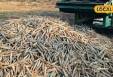 Agriculture: कटाई के बाद किसान ऐसे बचाएं बाजरे के दाने, नमी और फफूंद से फसल रहेगी सुरक्षित