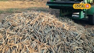 Agriculture: कटाई के बाद किसान ऐसे बचाएं बाजरे के दाने, नमी और फफूंद से फसल रहेगी सुरक्षित