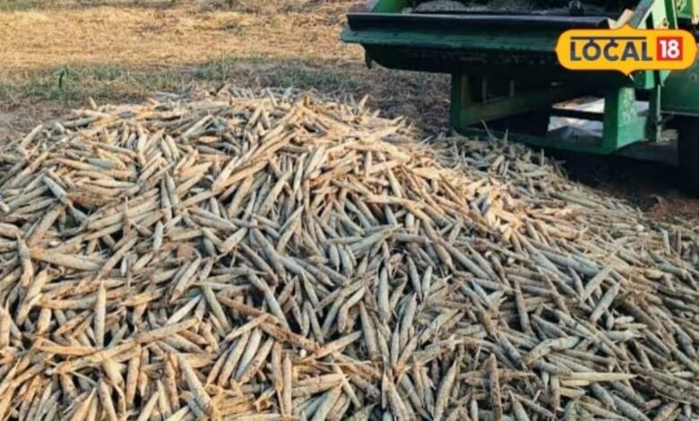 Agriculture: कटाई के बाद किसान ऐसे बचाएं बाजरे के दाने, नमी और फफूंद से फसल रहेगी सुरक्षित