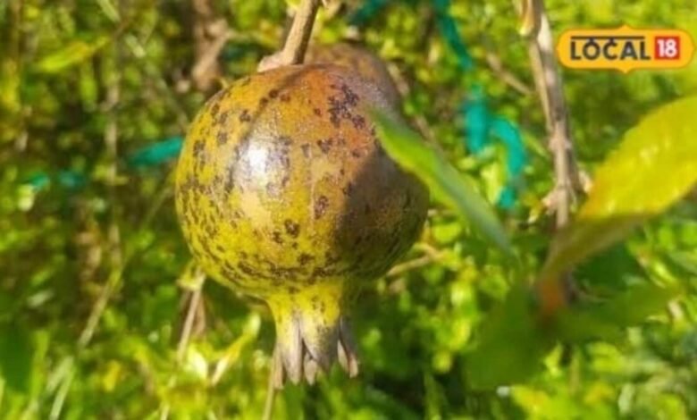 Agriculture: जालौर में अनार की इस किस्म का क्रेज, रंग-रूप ऐसा कि किसानों को बाजार में मिल रही अच्छी कीमत