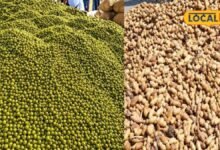 Agriculture: मूंग पर सिर्फ 11 रुपए और मूंगफली पर 254 रुपए बढ़ा MSP, जानें सीकर मंडी का लेटेस्ट रेट