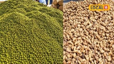 Agriculture: मूंग पर सिर्फ 11 रुपए और मूंगफली पर 254 रुपए बढ़ा MSP, जानें सीकर मंडी का लेटेस्ट रेट