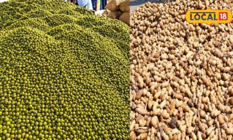 Agriculture: मूंग पर सिर्फ 11 रुपए और मूंगफली पर 254 रुपए बढ़ा MSP, जानें सीकर मंडी का लेटेस्ट रेट